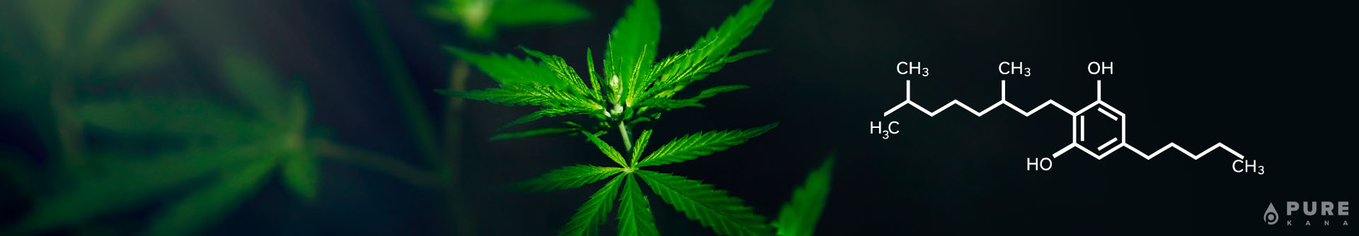 What Is Cannabigerol? Everything You Need to Know