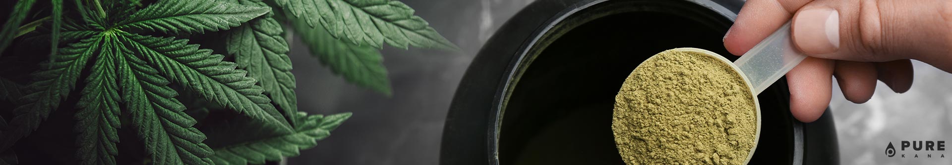 Hemp Protein: All You Need to Know