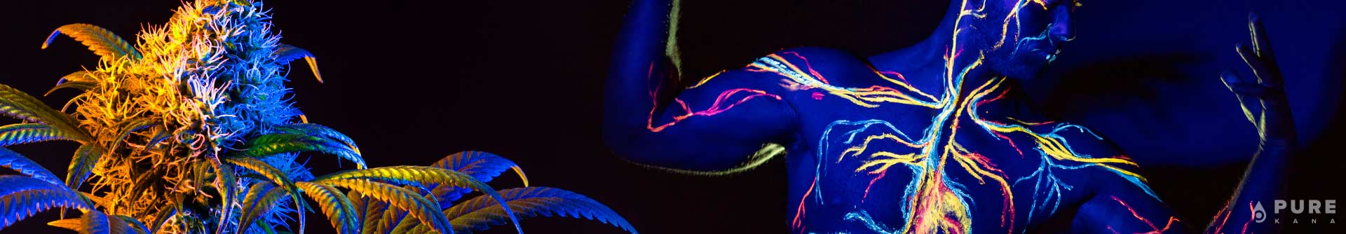 What is the Endocannabinoid System?