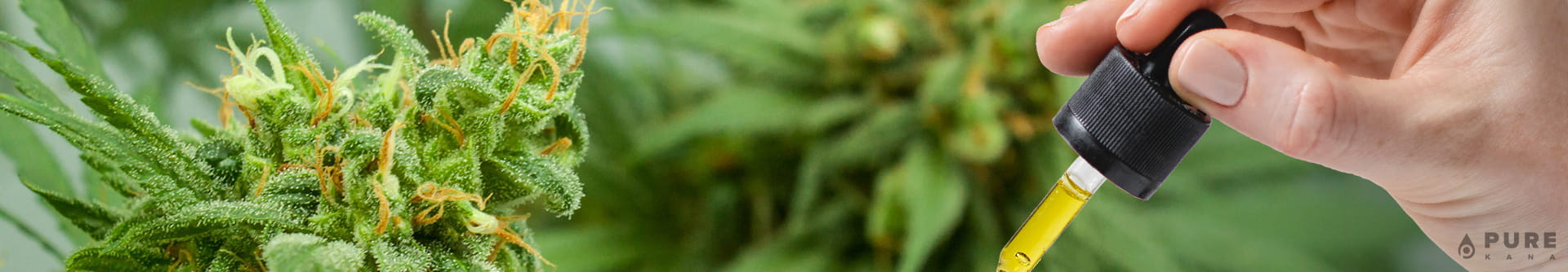 The Ultimate CBD FAQ [Everything You Need to Know]